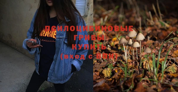 прущие грибы Саяногорск